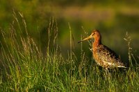 52 - POSING GODWIT - DE DECKER IVO - belgium